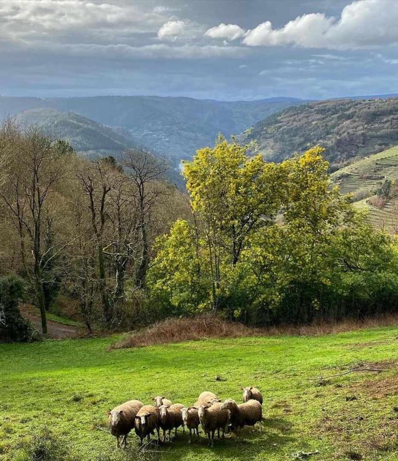 Casa Das Xacias Ribeira Sacra A Airoa  Exteriör bild